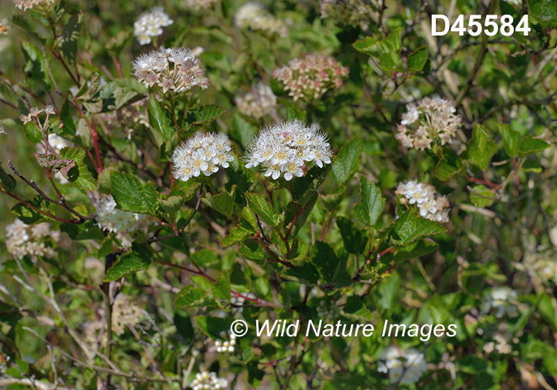 Physocarpus-opulifolius eastern-ninebark